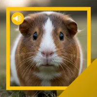 Guinea-Pig Sounds & Story
